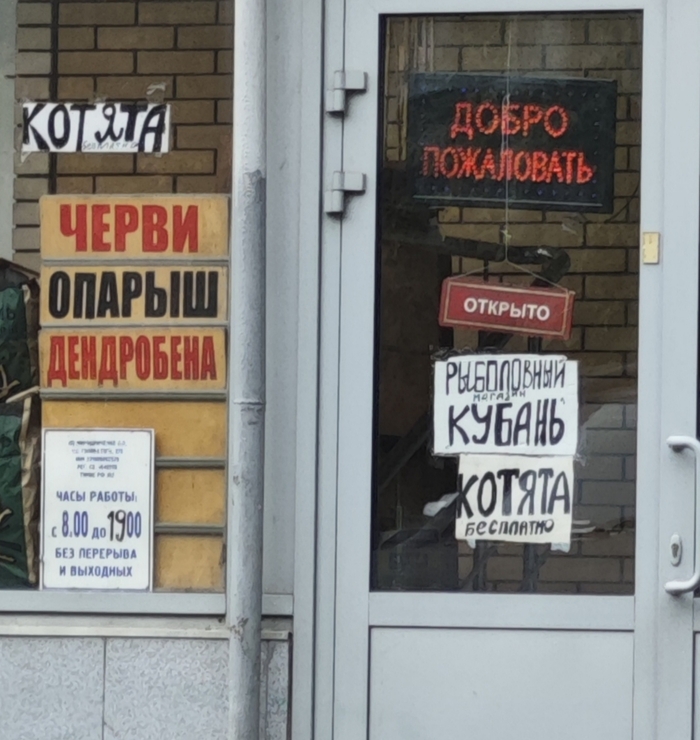 На котят хорошо клюёт?