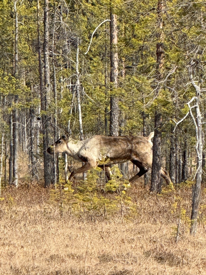 ������ �������� ����� (Rangifer tarandus fennicus)