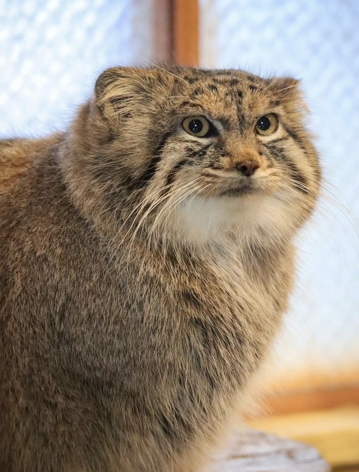 �����, ������� �������, �������� suna.manul_cat03