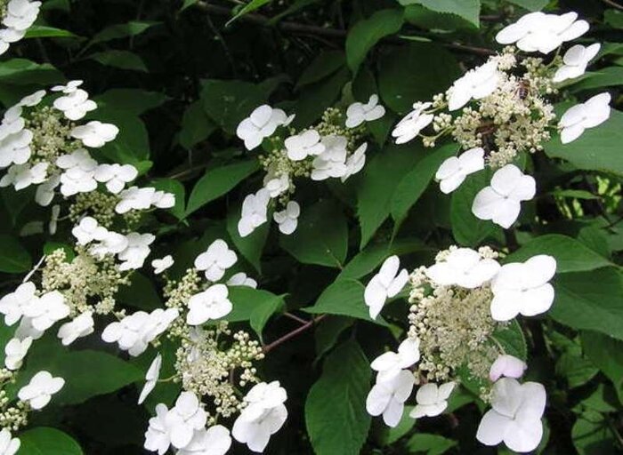 Гортензия Бретшнейдера (Hydrangea bretschneiderii). Фото с сайта <!--noindex--><a href="https://pikabu.ru/story/znamenityie_botaniki_ye_v_bretshneyder_14380342?u=http%3A%2F%2Fmikaspb.ru&t=mikaspb.ru&h=e61685f69ed4709a460055c9427c4476294bae61" title="http://mikaspb.ru" target="_blank" rel="nofollow noopener">mikaspb.ru</a><!--/noindex-->.