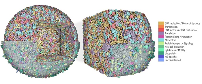 3D-������ ������ Mycoplasma genitalium. ����� ������ ������������� �� ������������� �������� / � Martina Maritan, Scripps Research
