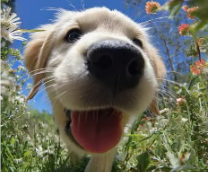 ������� ����
