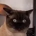 tschesnok