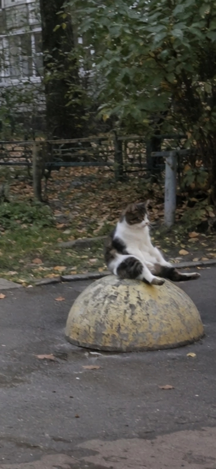 Кот на улице