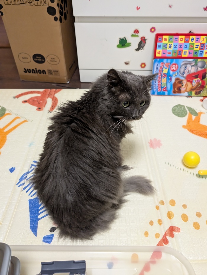 Неожиданно котик🐱 внимательно наблюдал за процессом