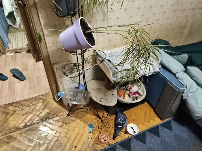 Я вижу в доме-погром