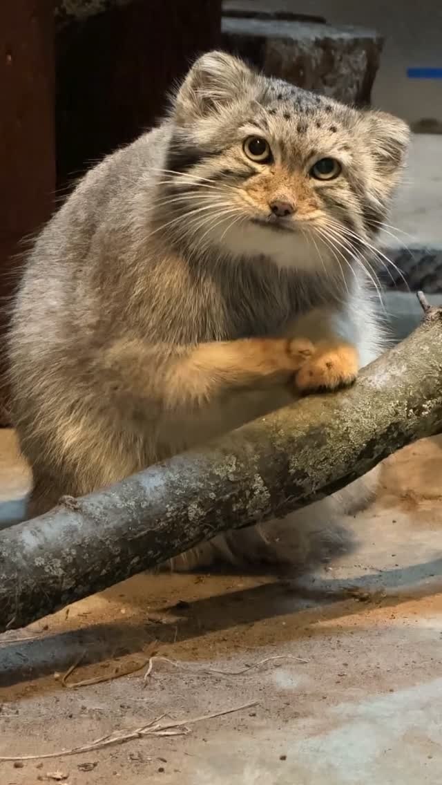 Добрый котик