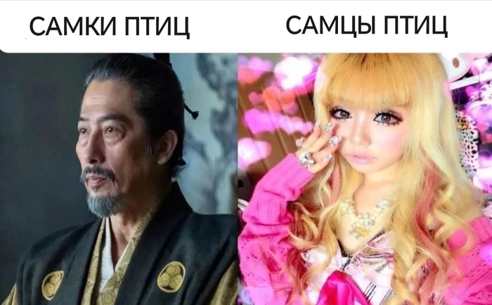 Изучаем орнитологию
