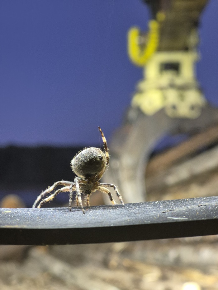 Spider