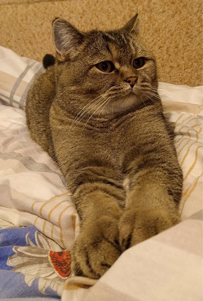 Васик