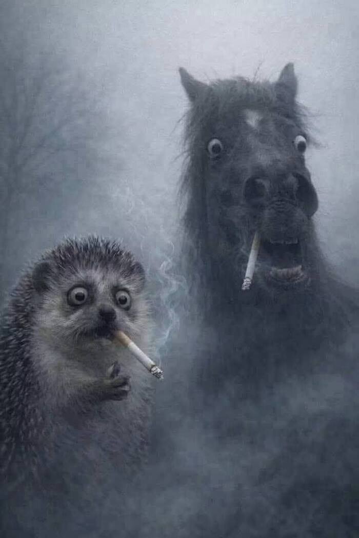 Ёжик в кумаре...