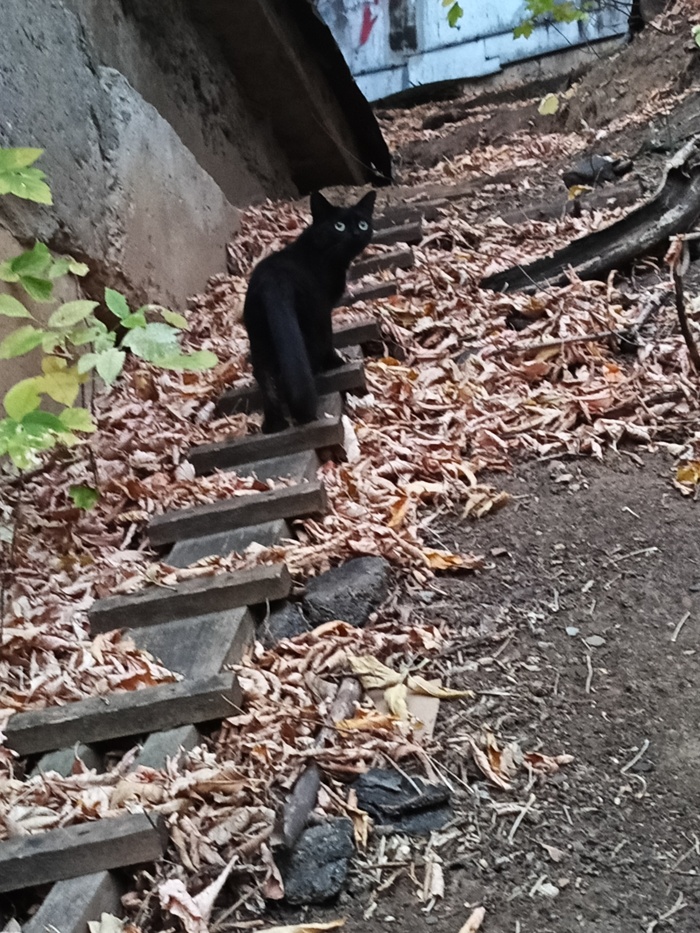 Осенний кот