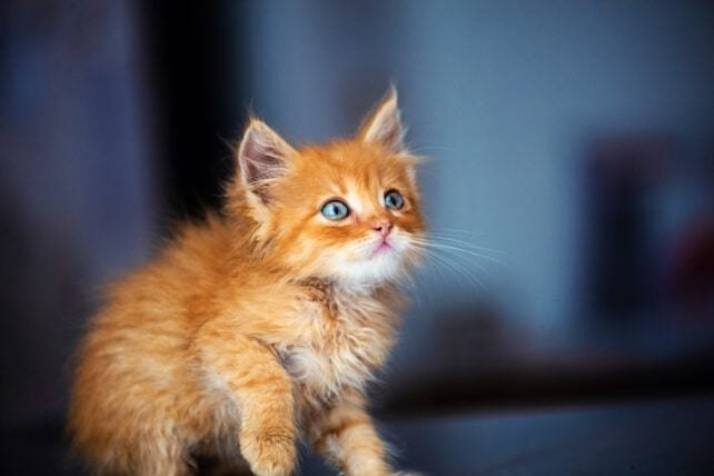 ����� ������. (Zelenenka/iStock/Getty Images Plus)