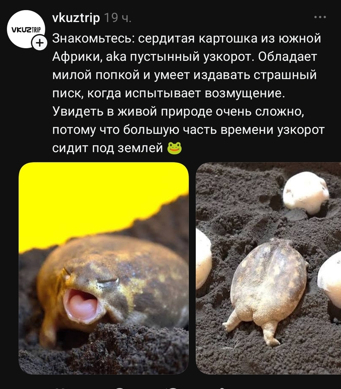 Редчайшие кадры скуфа