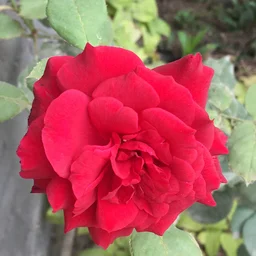 Ralsafi