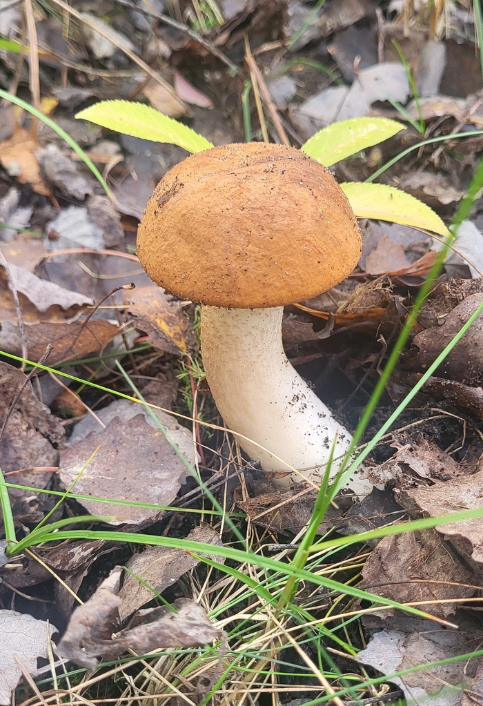 ��� ����