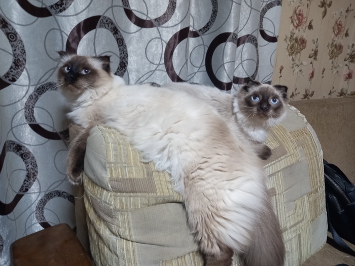 Каспер и Джаспер