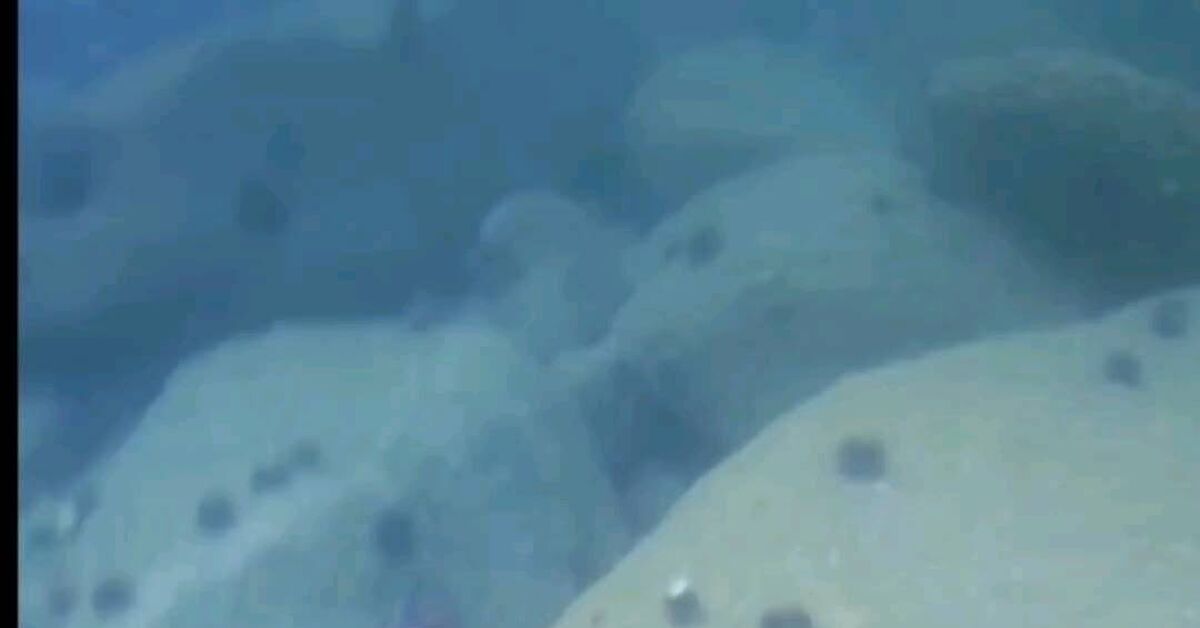 Dobi recognized me - Video, Video VK, Diving, Longpost, Dobi, Short videos, Sea, Marine life, Marine stories, Ocean, Underwater photography, A fish, Snorkeling