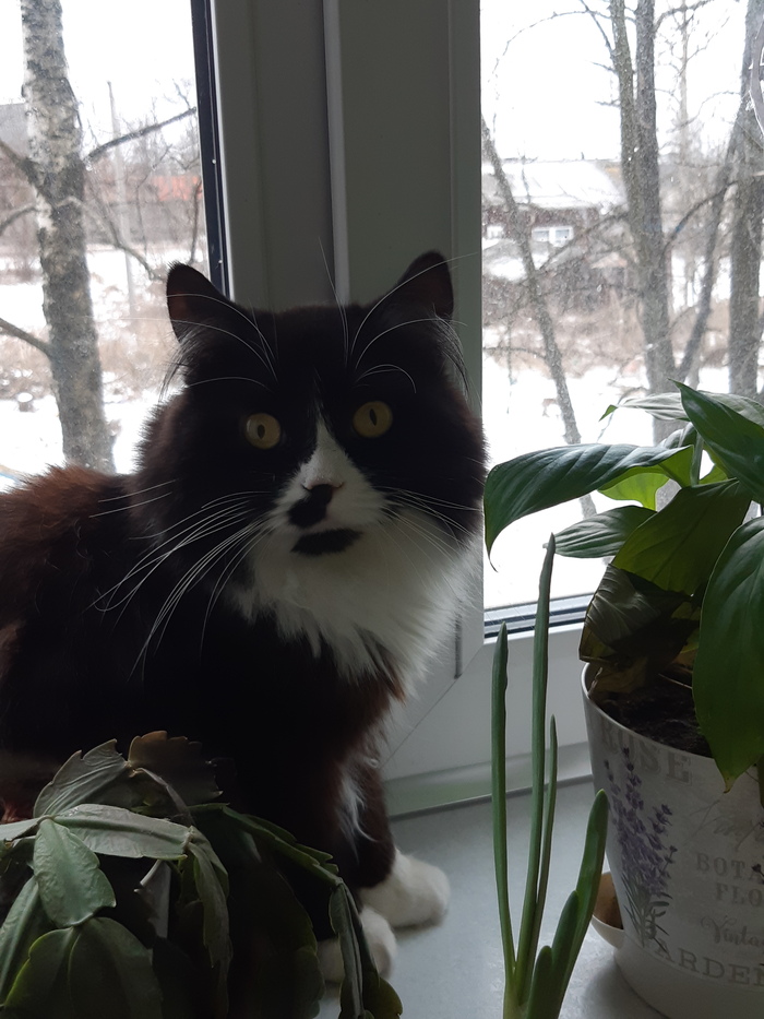 „Дайте мне тропики!“ — требует кошка, глядя на комнатные растения