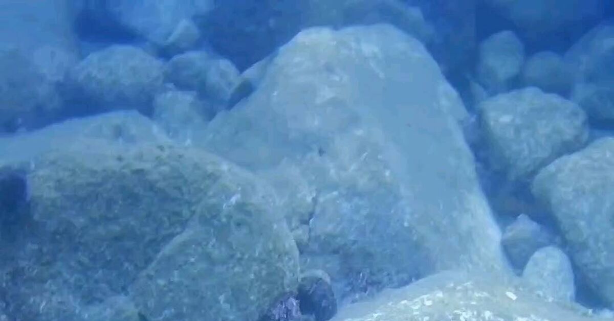 Snack at Doby's - Video, Video VK, Longpost, Short videos, Sea, Marine life, Marine stories, Ocean, Underwater photography, A fish