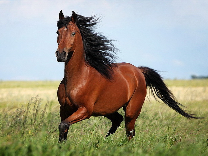 Гнедая
