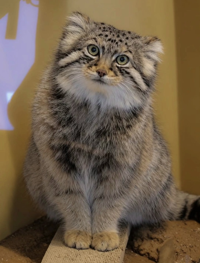 �����, ������� �������, �������� suna.manul_cat03