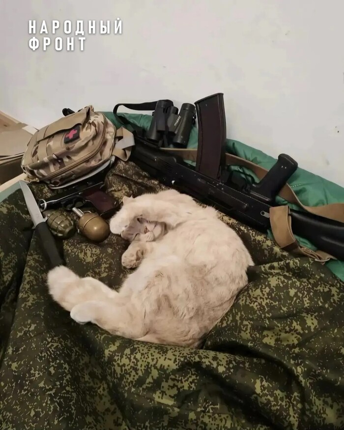 Пушистый боец на страже хорошего настроения!