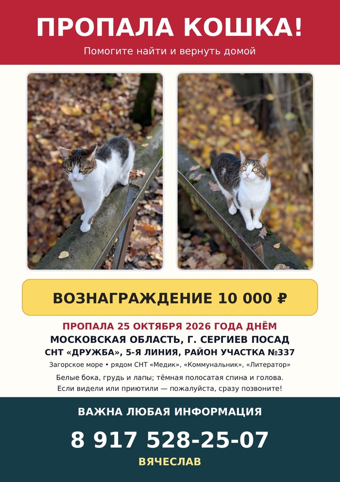 Потерялась кошка